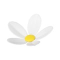 Flower chamomile natural bud floristic organic botanical blossom decor 3d icon realistic vector