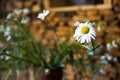 Flower of chamomile over a background of stack of firewood