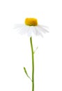 Flower of Chamomile Ox-Eye Daisy  isolated on white background Royalty Free Stock Photo