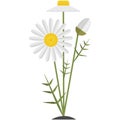 Flower chamomile vector illustration isolated daisy icon