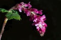 Flower of Chaparral Currant, Ribes malvaceum