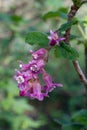 Flower of Chaparral Currant, Ribes malvaceum