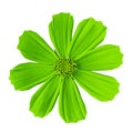 Flower chartreuse cosmos mexican aster, isolated on a white background. Close-up.