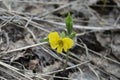 Lonely yellow flower among old dark leaves