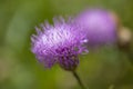 Flower Cheirolophus falcisectus