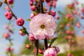 Flower of the cherry blossom against blurred background of tree