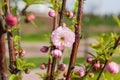 Flower of cherry blossom on young tree in selective focus