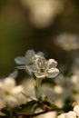 Flower cherry-tree