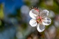 White cherrytree floret, yellow stamens Royalty Free Stock Photo