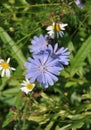 The flower chicory