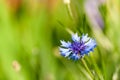 Flower chicory closeup