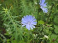 Flower of chicory in the meadow waving by the wind. SUNNY DAY Royalty Free Stock Photo