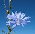 Flower of chicory ordinary. Against blue sky. Royalty Free Stock Photo