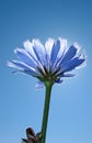 Flower of chicory ordinary. Dark blue flower. Royalty Free Stock Photo