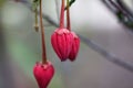 Flower of a Chilean lantern, Crinodendron hookerianum Royalty Free Stock Photo