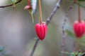 Flower of a Chilean lantern, Crinodendron hookerianum