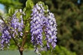 Flower, chinese Wisteria Blue Sapphire