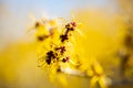 Flower of a Chinese witch hazel, Hamamelis mollis, soft witch hazel, orange Royalty Free Stock Photo