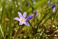 Flower of Chionodoxa Luciliae (Scilla luciliae) on natural green background