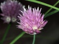 Flower of chive herb plant.