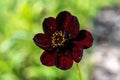 Flower of the Chocolate Cosmos