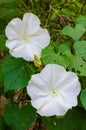 Moonflower or Ipomoea alba is botanical name is Blooming in Natural Garden.