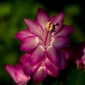 Flower Christmas Cactus. Schlumbergera truncate purple Royalty Free Stock Photo