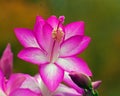 Flower Christmas Cactus. Schlumbergera truncate purple Royalty Free Stock Photo