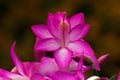 Flower Christmas Cactus. Schlumbergera truncate purple Royalty Free Stock Photo