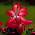 Flower Christmas Cactus. Schlumbergera truncate red Royalty Free Stock Photo