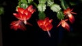 Flower Christmas Cactus. Schlumbergera truncate red Royalty Free Stock Photo