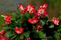 Flower Christmas Cactus. Schlumbergera truncate red