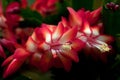 Flower Christmas Cactus. Schlumbergera truncate red Royalty Free Stock Photo