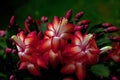 Flower Christmas Cactus. Schlumbergera truncate red Royalty Free Stock Photo