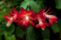 Flower Christmas Cactus. Schlumbergera truncate red Royalty Free Stock Photo