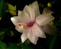 Flower Christmas Cactus. Schlumbergera truncate white Royalty Free Stock Photo