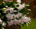 Flower Christmas Cactus. Schlumbergera truncatel white Royalty Free Stock Photo