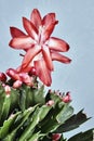 flower Christmas cactus