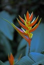 Flower Christmas heliconia, Heliconia augusta orange