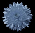 Flower chrysanthemum blue on the black isolated background with clipping path. Nature. Closeup no shadows.