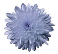 Flower chrysanthemum blue on a white isolated background with clipping path. Nature. Closeup no shadows.