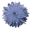 Flower chrysanthemum blue on a white isolated background with clipping path. Nature. Closeup no shadows.