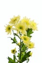 Flower the Chrysanthemum bush of a zembl yellow