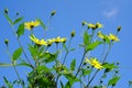 A flower of chrysanthemum that makes beautiful yellow flowers bloom every year, yet it can eat stems.