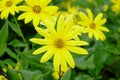 A flower of chrysanthemum that makes beautiful yellow flowers bloom every year, yet it can eat stems.