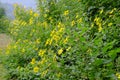 A flower of chrysanthemum that makes beautiful yellow flowers bloom every year, yet it can eat stems.