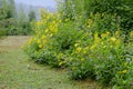 A flower of chrysanthemum that makes beautiful yellow flowers bloom every year, yet it can eat stems.