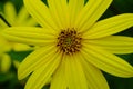 A flower of chrysanthemum that makes beautiful yellow flowers bloom every year, yet it can eat stems.