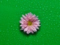 Flower of chrysanthemum with pink petals in drops of water on a green background. Top view. Royalty Free Stock Photo