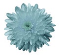 Flower chrysanthemum turquoise on a white isolated background with clipping path. Nature. Closeup no shadows.